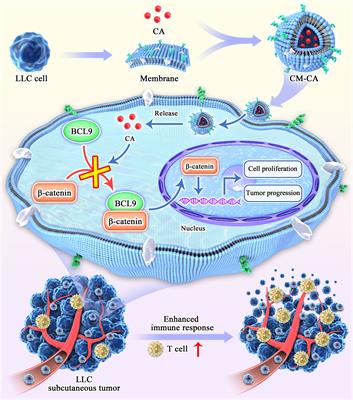 Modulating β-catenin/BCL9 interaction with cell-membrane-camouflaged carnosic acid to inhibit Wnt pathway and enhance tumor immune response